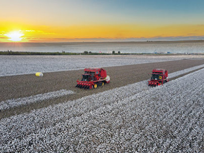 Tiết lộ bí quyết tăng gấp đôi năng suất bông trong điều kiện nhiệt độ cao và khô ráo