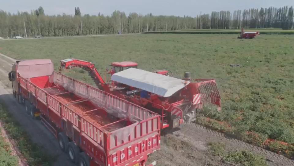 Potente cosechadora de tomates