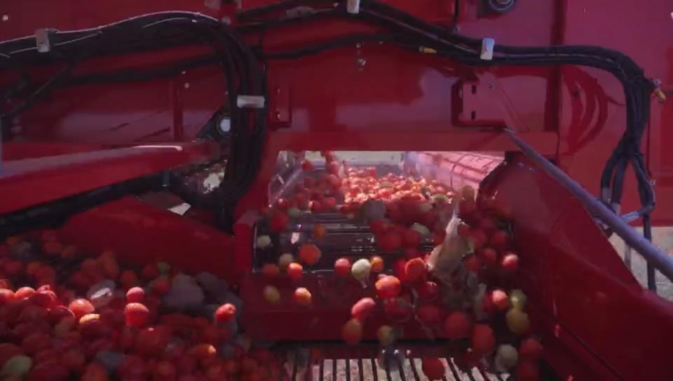 Máquina agrícola de colheita de tomate