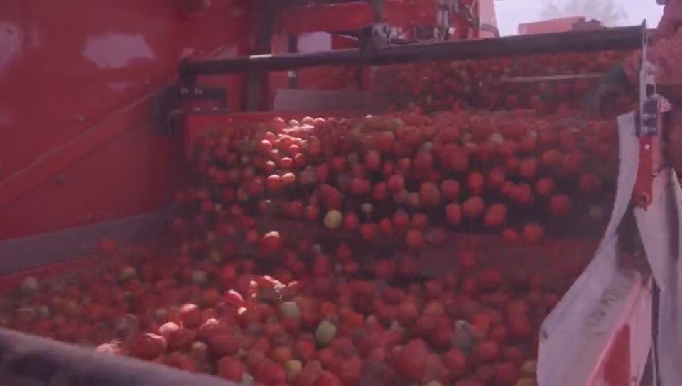 Veículo Agrícola para Colheita de Tomate