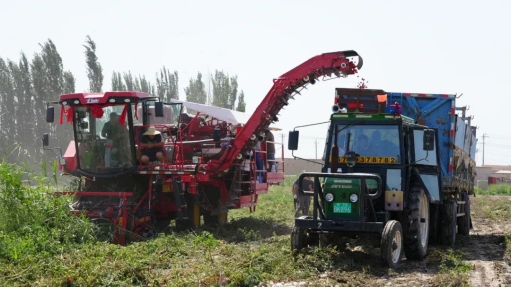 Agricultural harvesting machine for tomato