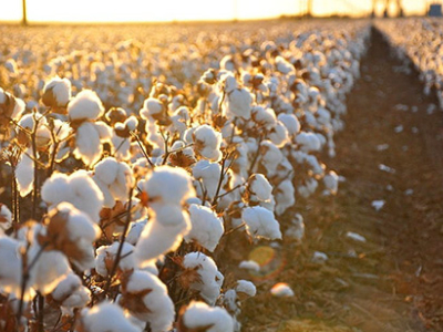 Diện tích trồng bông dự định ở Trung Quốc đã giảm nhẹ trong năm nay.