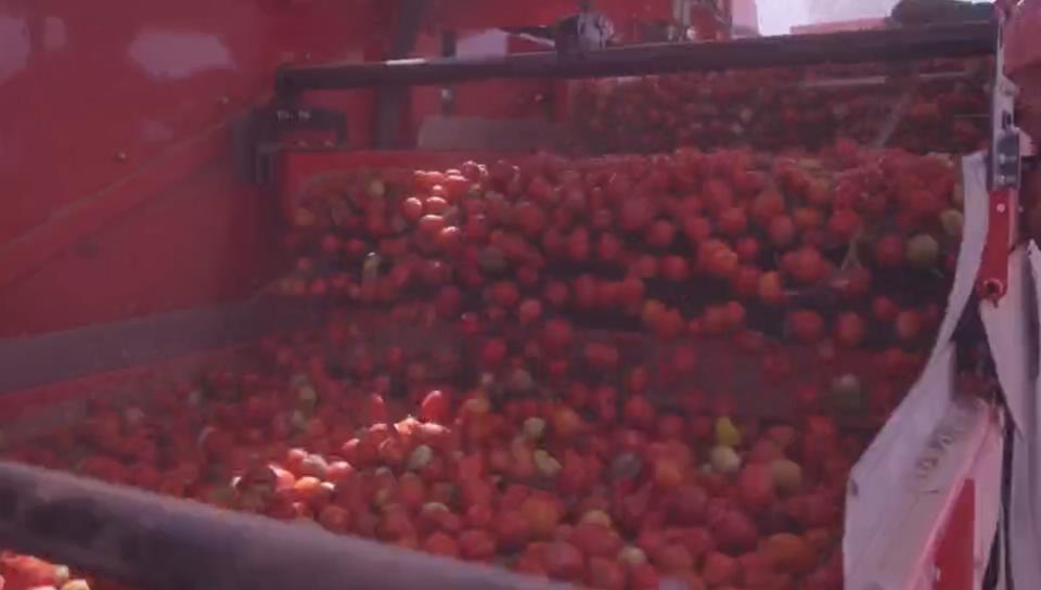 Cosechadora de tomates para equipos agrícolas