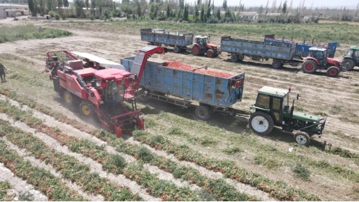 2024 Neues Produkt Tomatenerntemaschine
