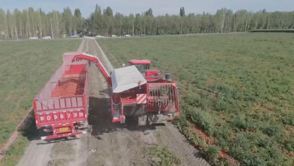 Máquina agrícola de colheita de tomate