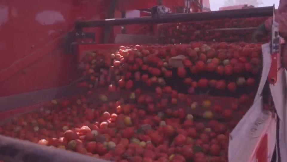 Schnelle Tomatenerntemaschine